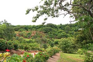 A beautiful long driveway leads to Aroma del Campo resort.